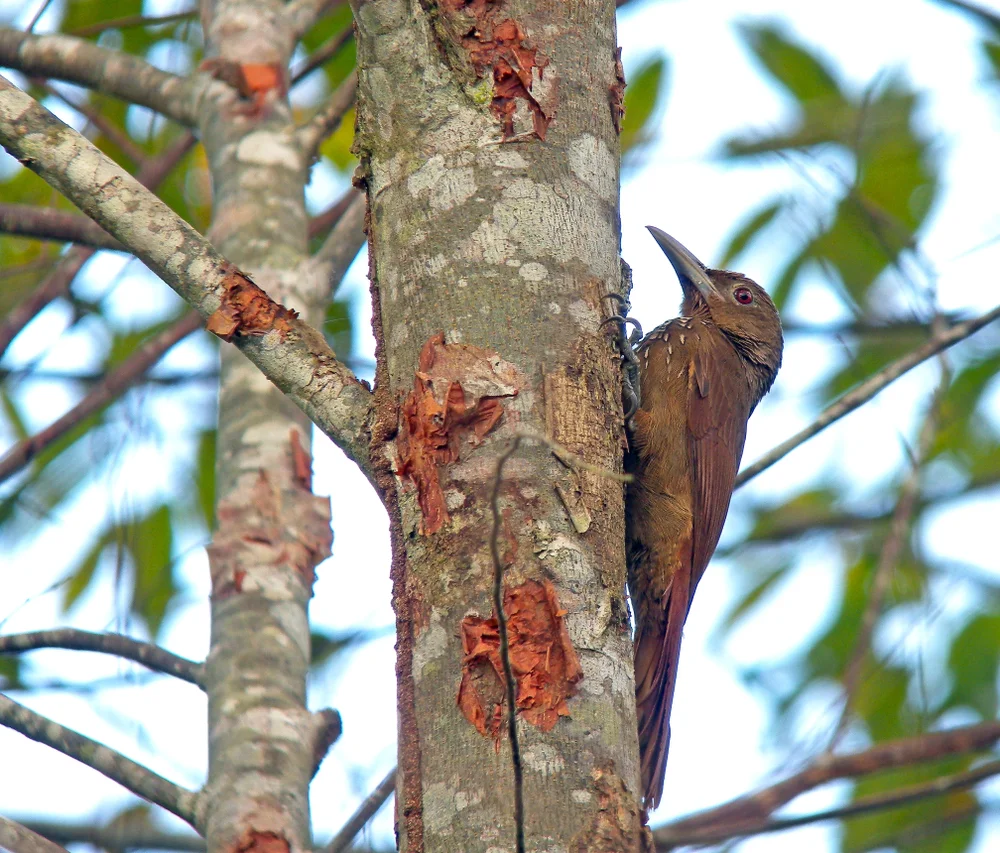 Olivbauchtangare (Dendrexetastes rufigula)