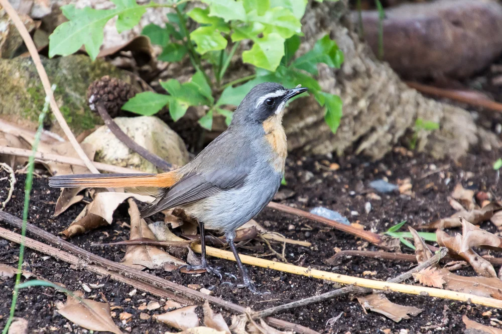 Olivbülbül (Telophorus olivaceus)