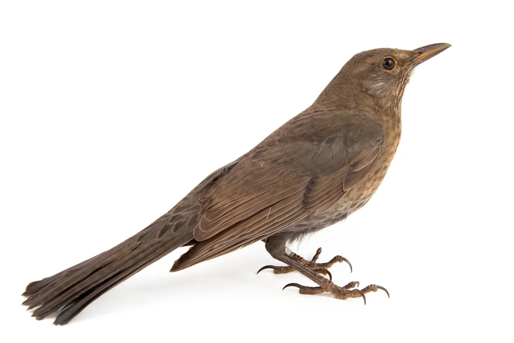 Olivdrossel (Turdus olivaceofuscus)