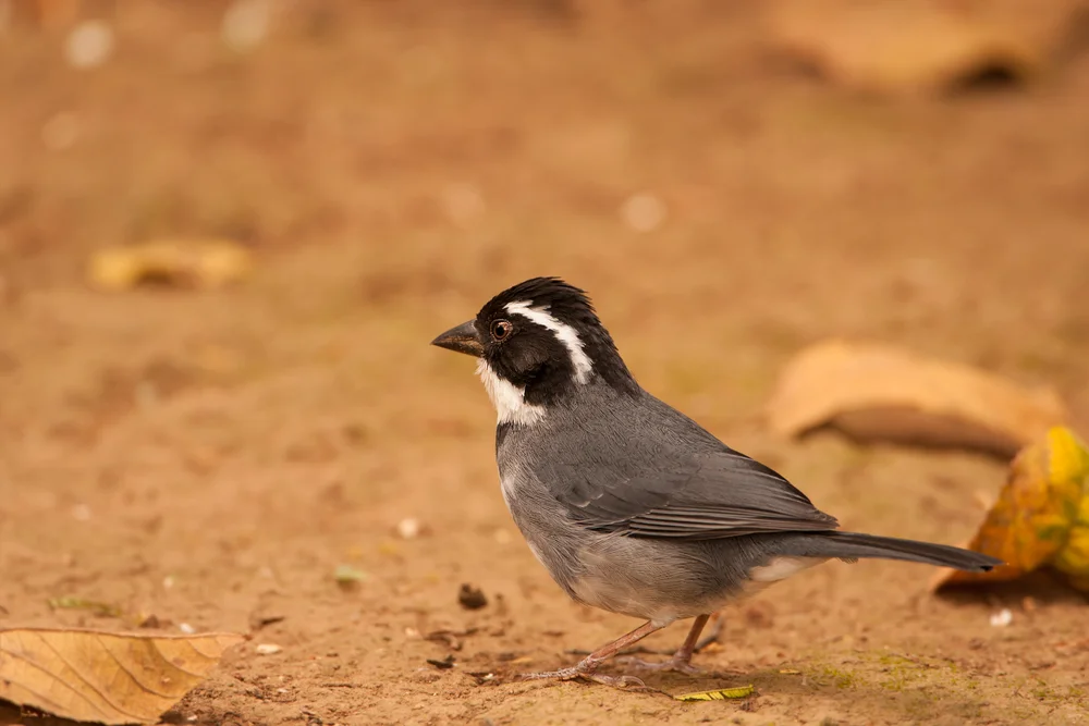 Olive-backed Sparrow (Arremon abeillei)