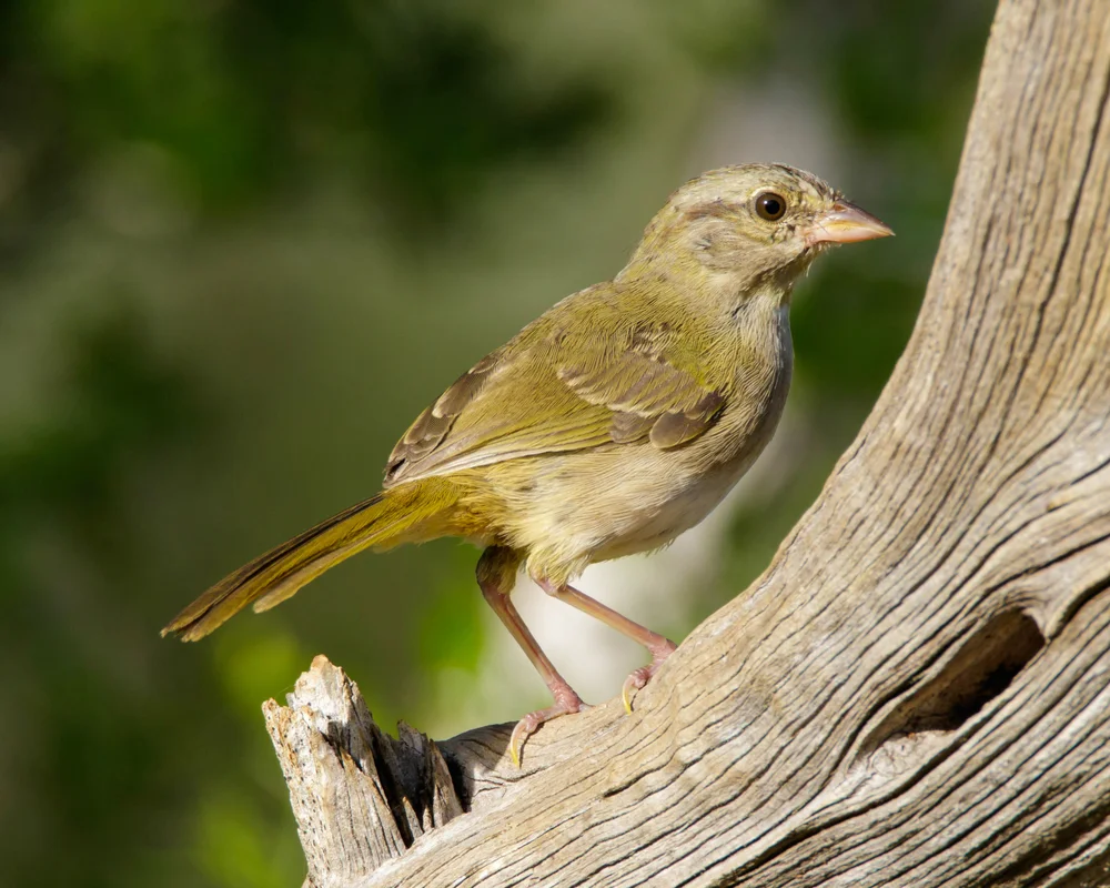 Olive Sparrow (Arremonops rufivirgatus)