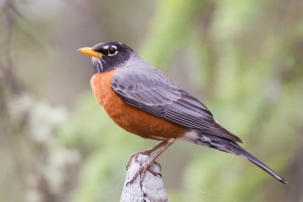 Olivendrossel (Turdus olivaceus)