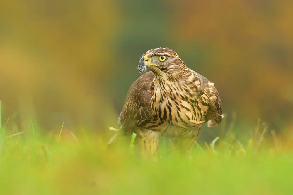 Olivenspecht (Colaptes auricularis)