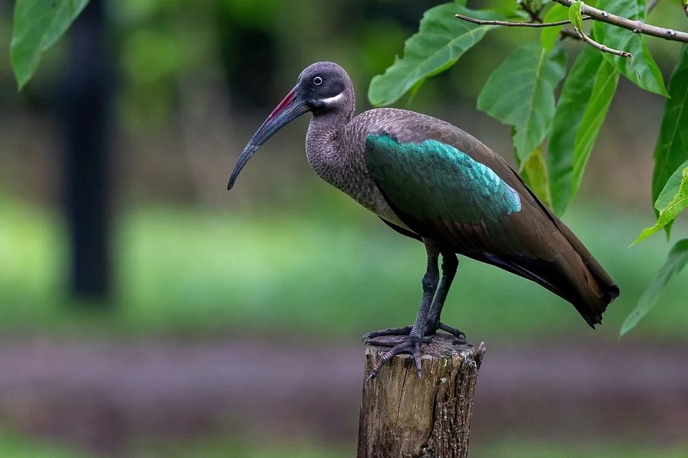 Olivfarbener Rohrsänger (Bostrychia olivacea)