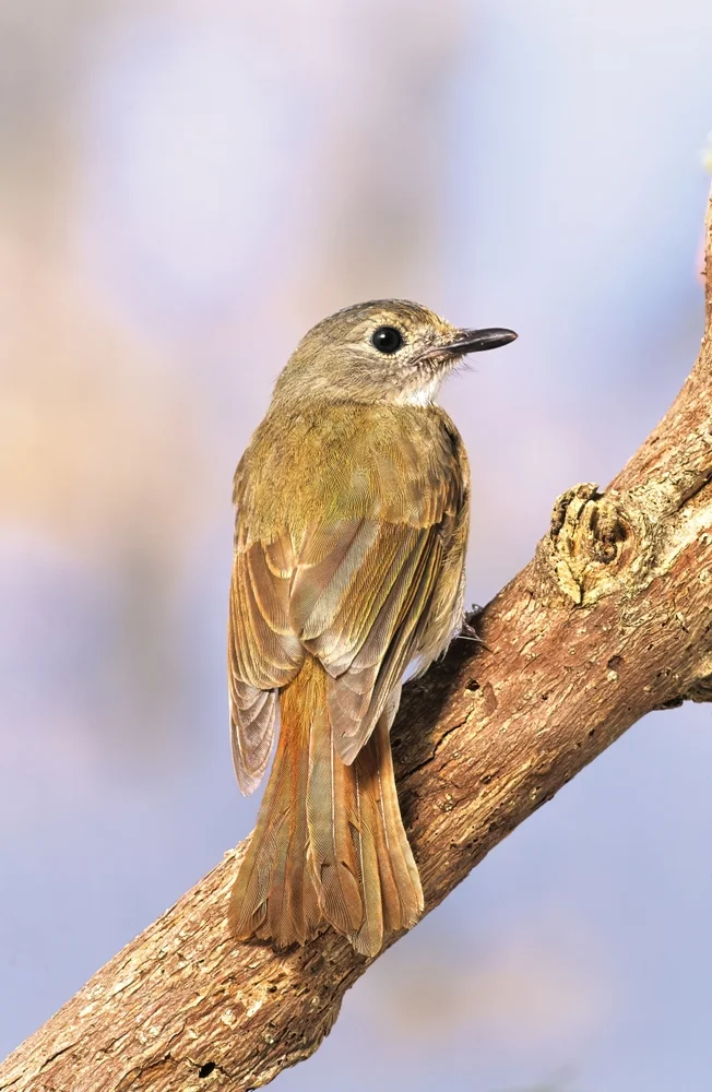 Olivfliegenschnäpper (Cyornis olivaceus)