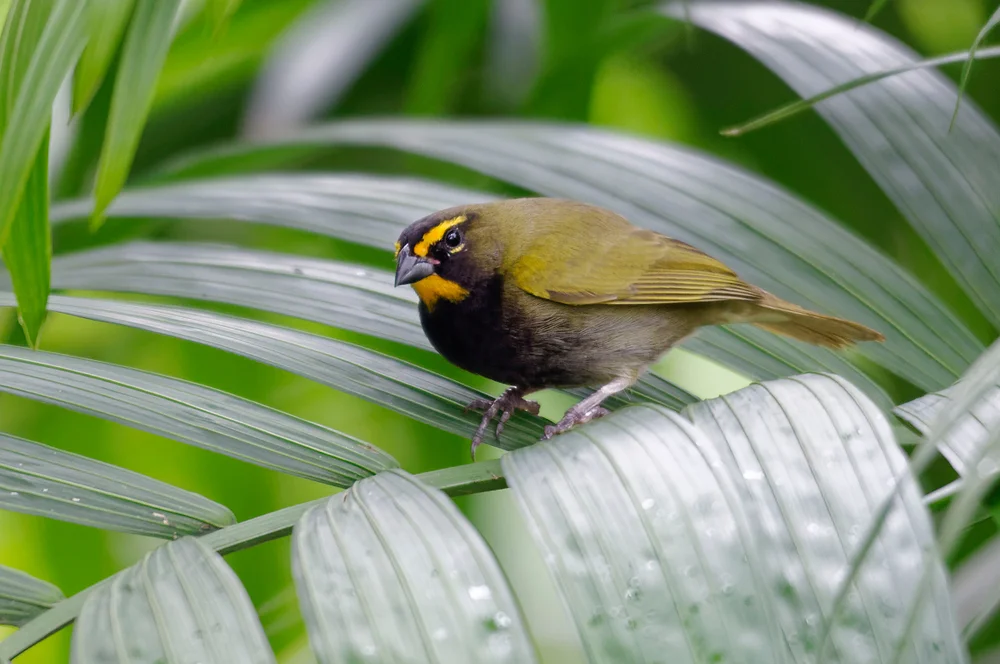 Olivgrauer Grasammer (Tiaris olivace)