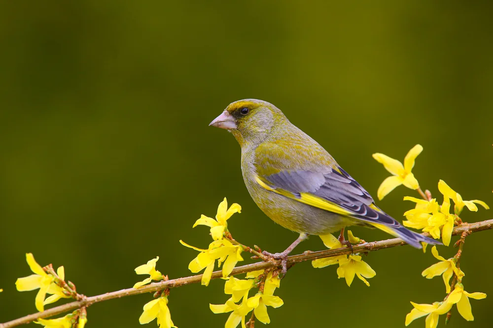 Olivgrüner Brillenvogel (Zosterops chloris)