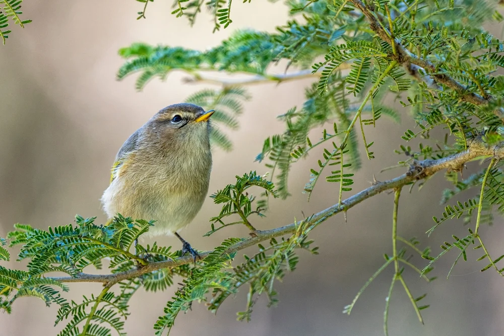 Olivgrüner Laubsänger (Phylloscopus umbrovirens)