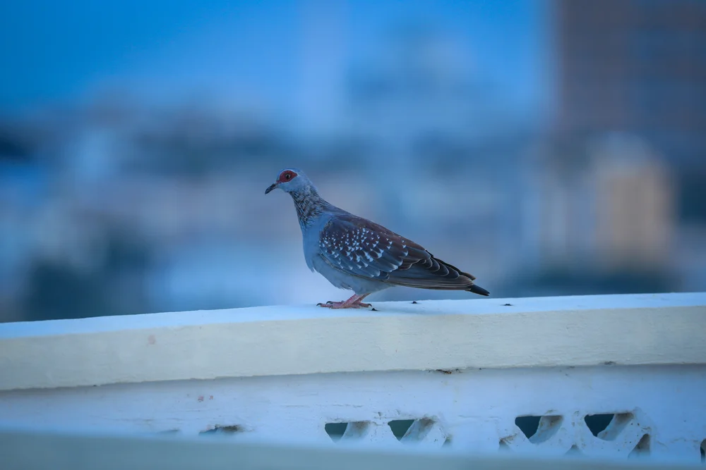 Olivias Felsentaube (Columba oliviae)