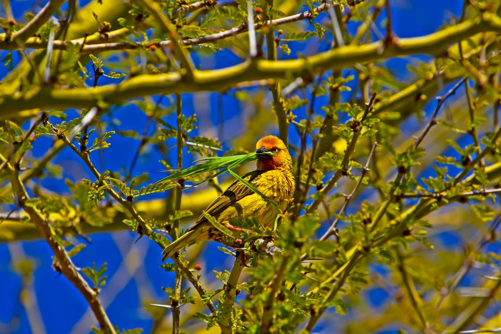 Olivkopf-Weber (Ploceus olivaceiceps)
