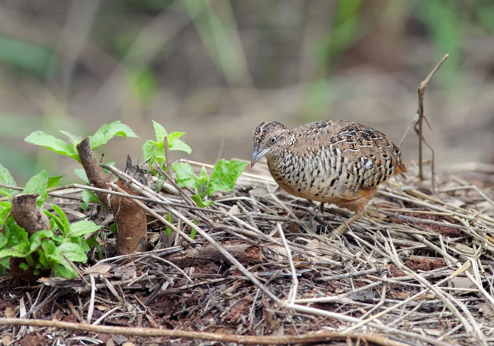 Olivs Laufhühnchen (Turnix olivii)