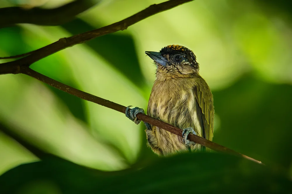 Olivzwergspecht (Picumnus olivaceus)