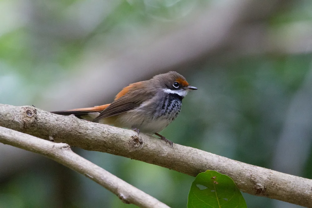 Orangebrauner Ameisenschlüpfer (Terenura callinota)