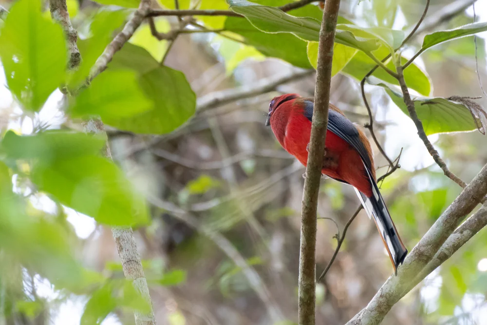 Orangebrust-Nektarvogel (Harpactes ardens)