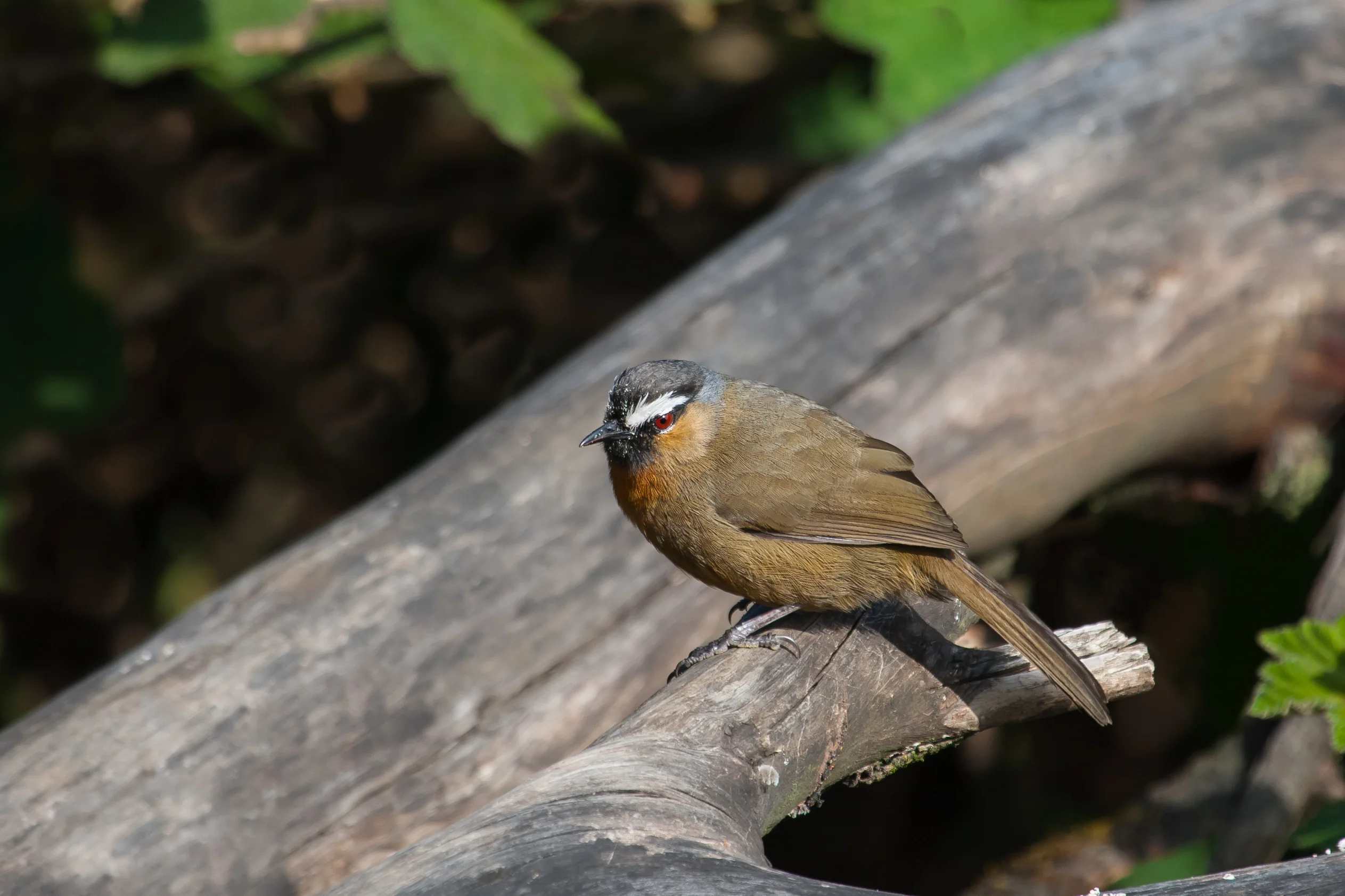 Orangeflügel-Schuppentimalie (Trochalopteron cachinnans)