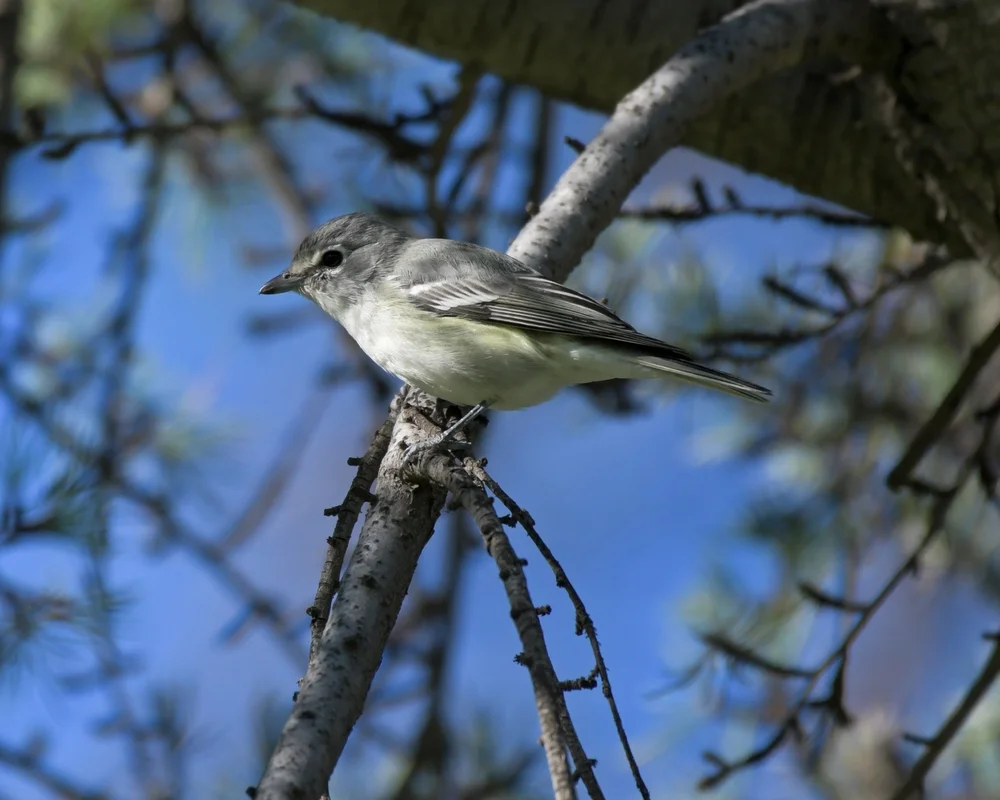 Orangeflügel-Tangare (Schwarzgesichts-Baumsteiger)