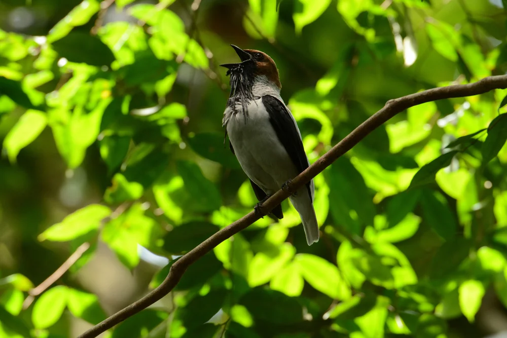Orangegürtel-Glockenvogel (Procnias averano)