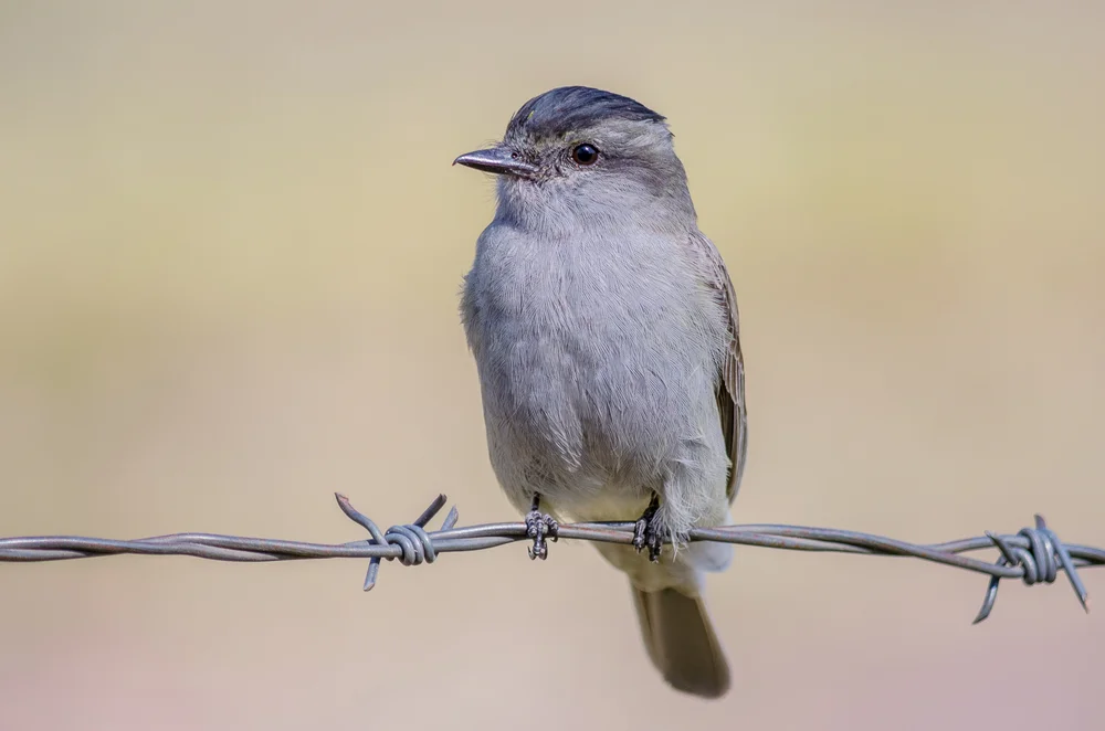 Orangehelm-Schreityrann (Griseotyrannus aurantioatrocristatus)