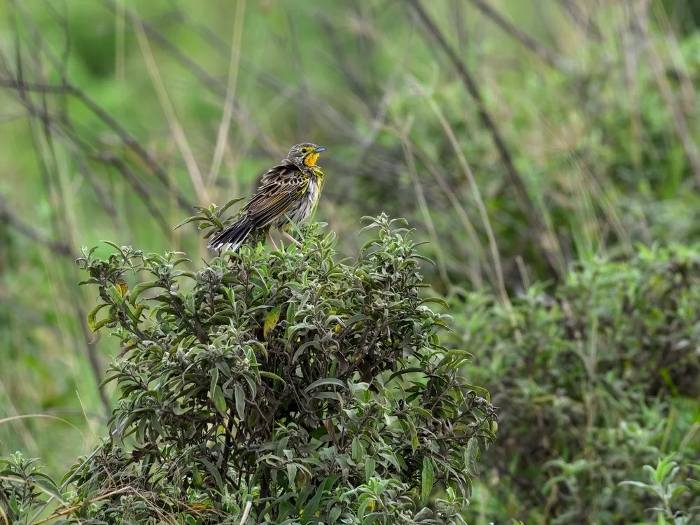 Orangekehl-Sumpfhühnchen (Macronyx aurantiigula)
