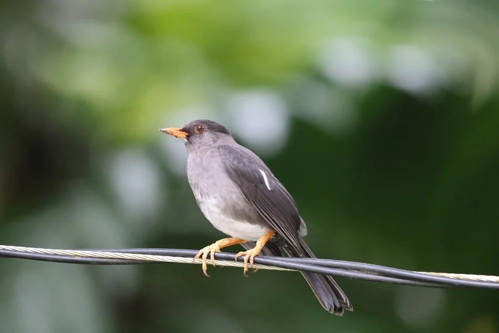 Orangekehldrossel (Turdus aurantius)