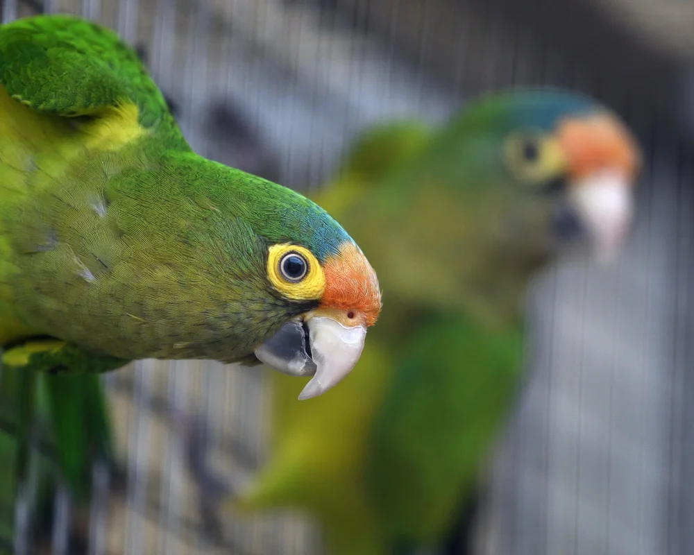 Orangenstirn-Hängesittich (Loriculus aurantiifrons)