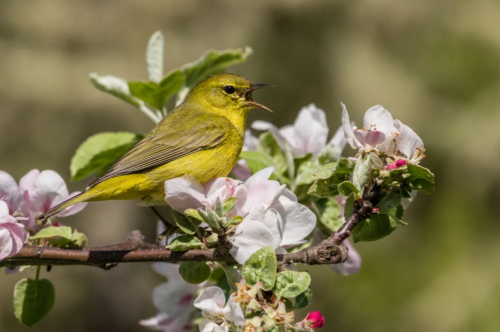 Orangewaldsänger (Vermivora celata)