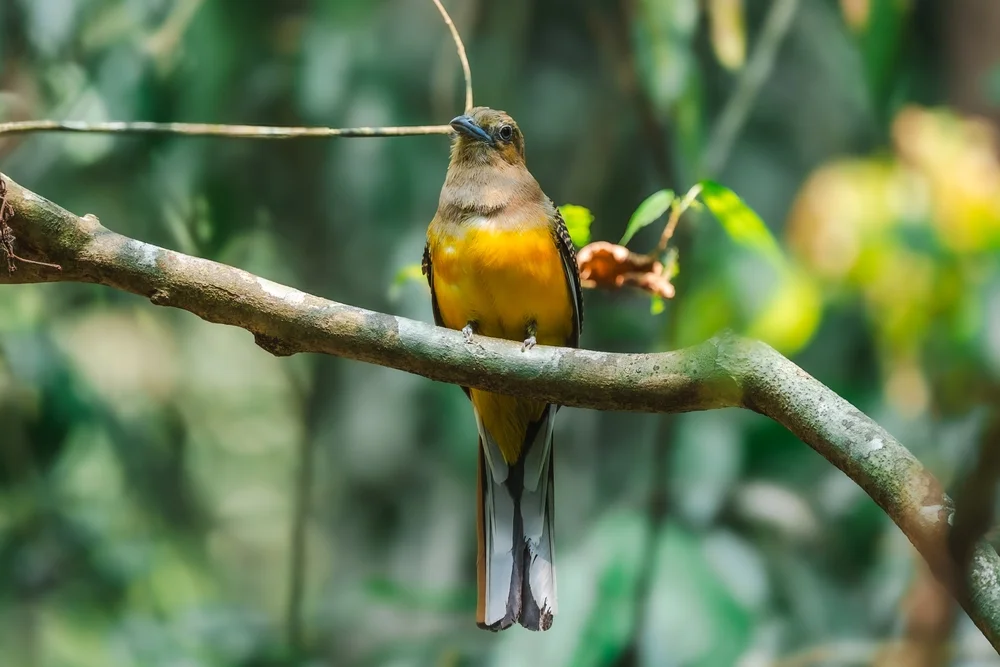 Oreskios-Nektarvogel (Harpactes oreskios)