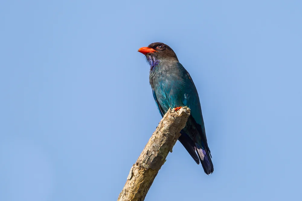Orientalischer Dollarvogel (Eurystomus orientalis)