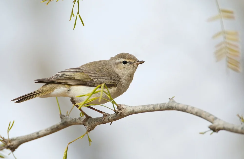 Orientlaubsänger (Phylloscopus orientalis)