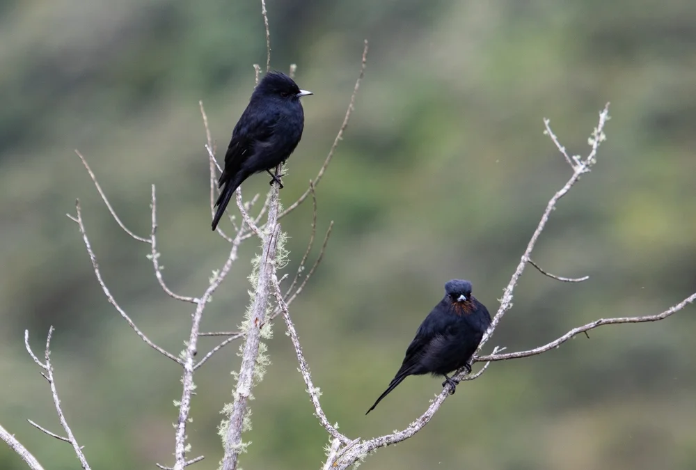 Orinoko-Tyrann (Knipolegus orenocensis)