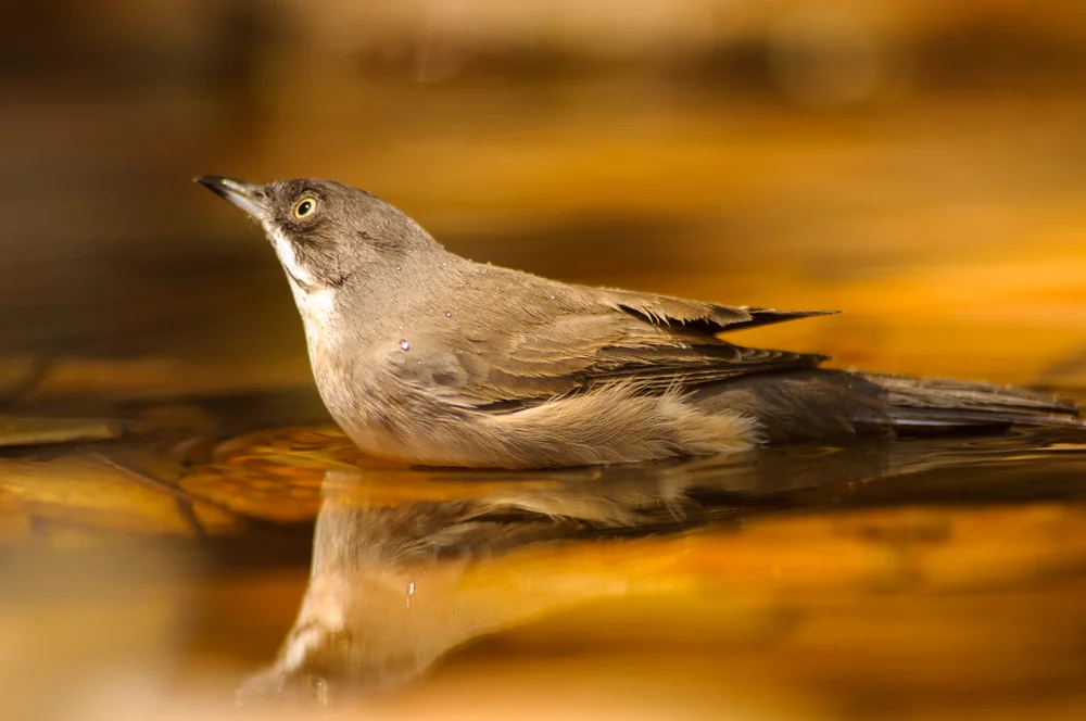 Orphean,Warbler,(sylvia,Hortensis).,Spain.,Summertime