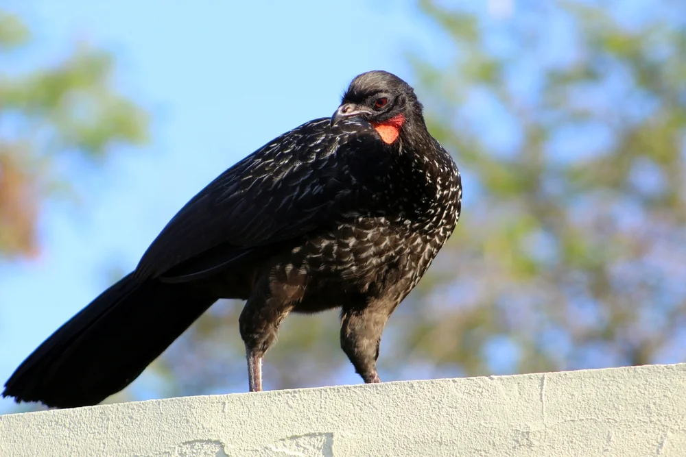 Ortons Guan (Penelope ortoni)