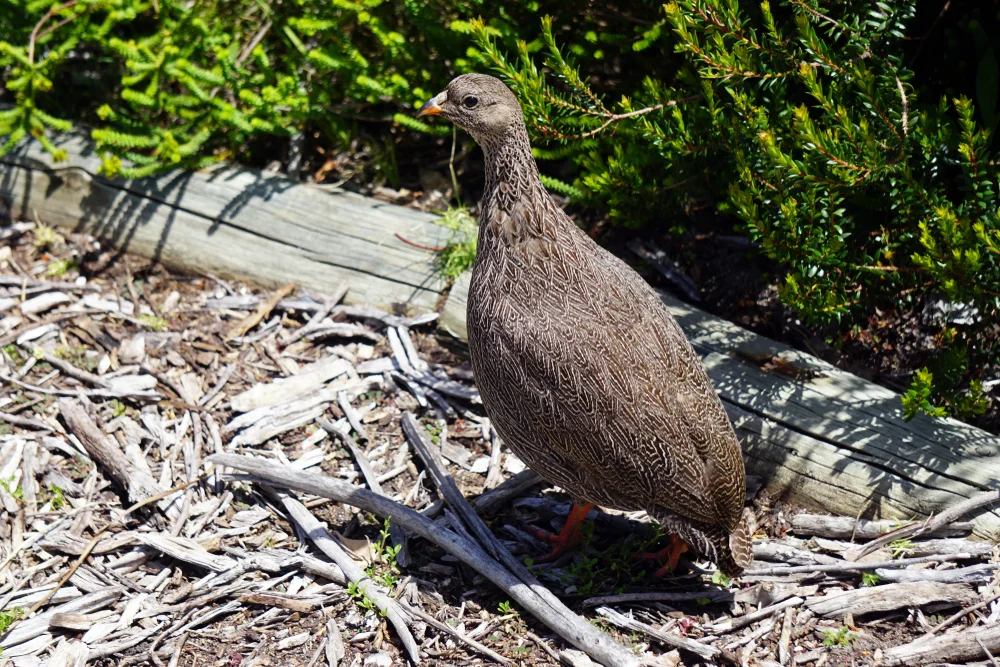Osgood-Tinamu (Tinamus osgoodi)