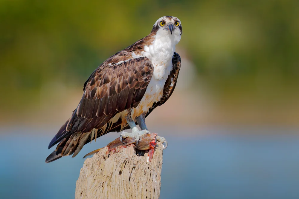 Osprey (Pandion haliaetus)