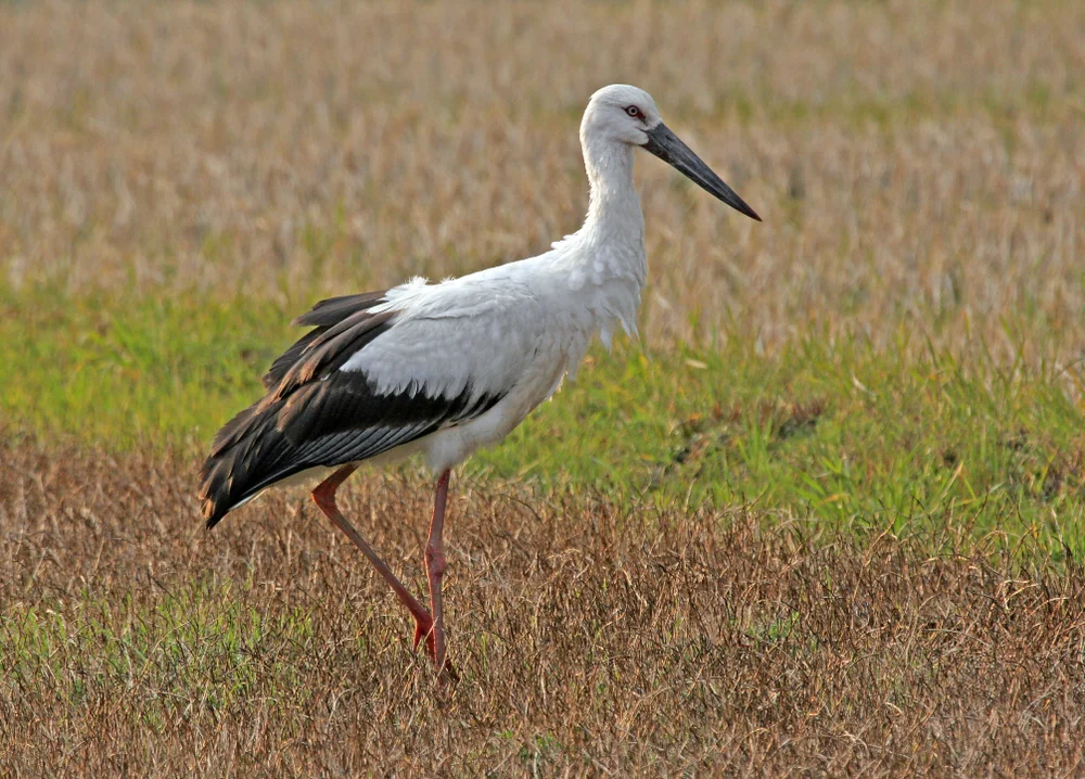 Ostasiatischer Weißstorch (Ciconia boyciana)