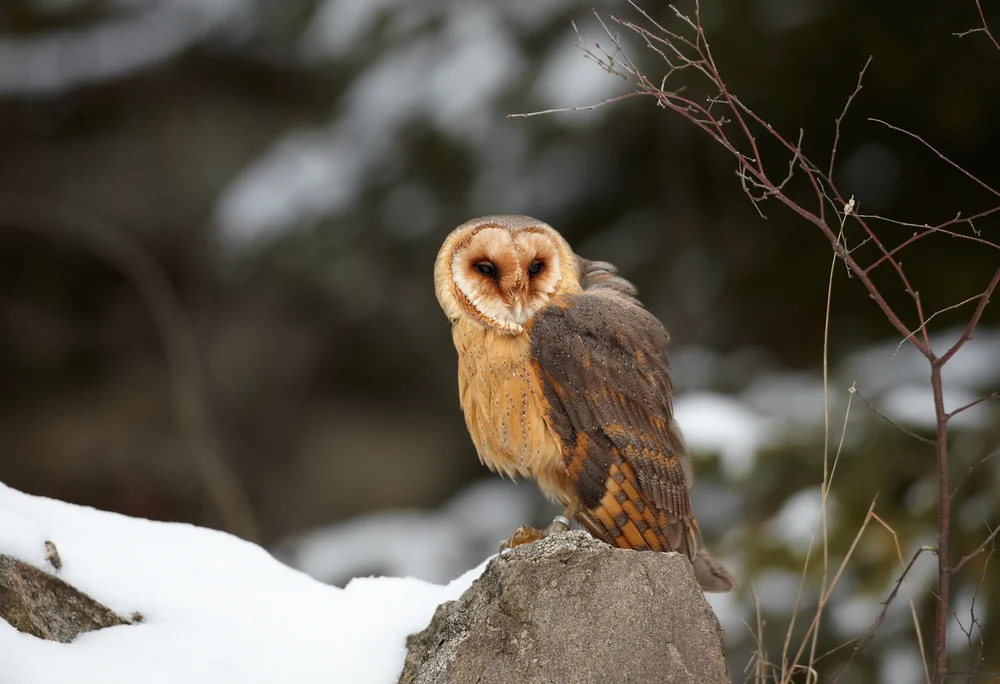 Osteule (Tyto aurantia)