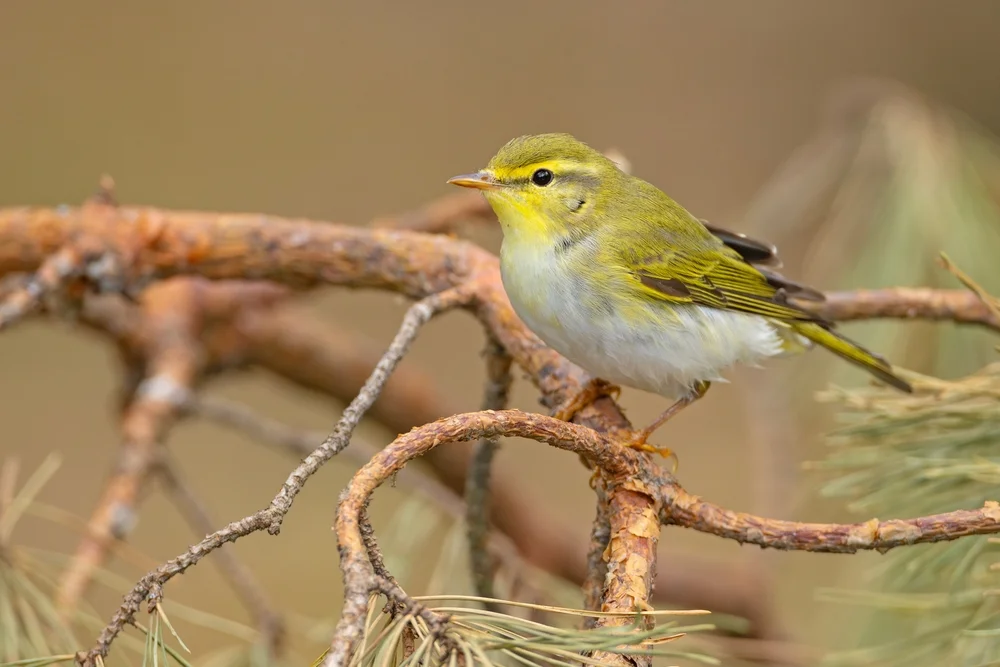 Ostlaubsänger (Phylloscopus occipitalis)