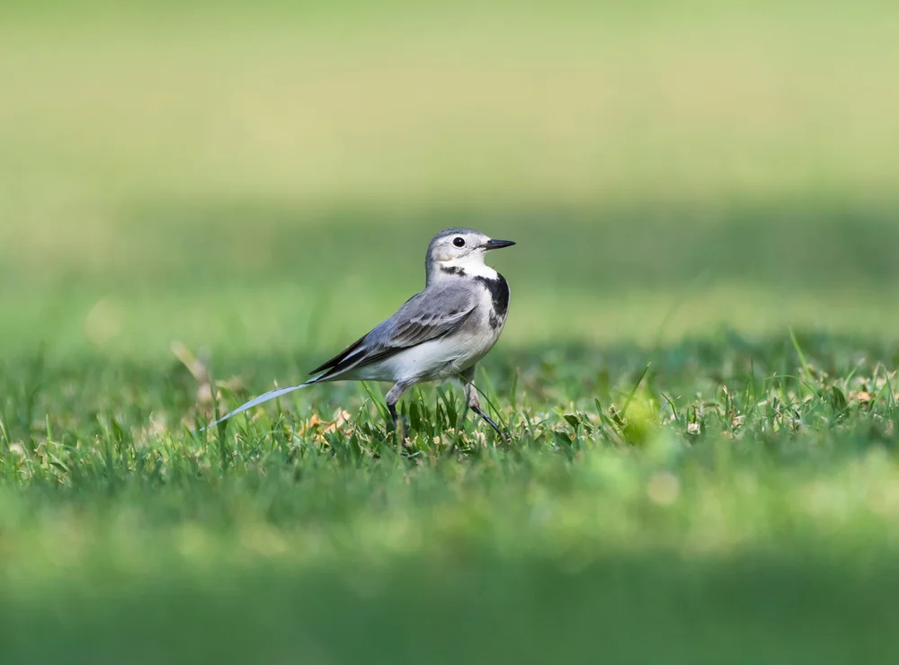 Ostsibirische Bachstelze (Motacilla clara)