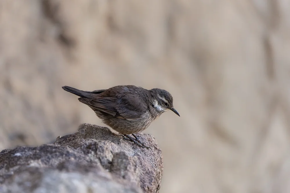 Oustalets Uferwipper (Cinclodes oustaleti)