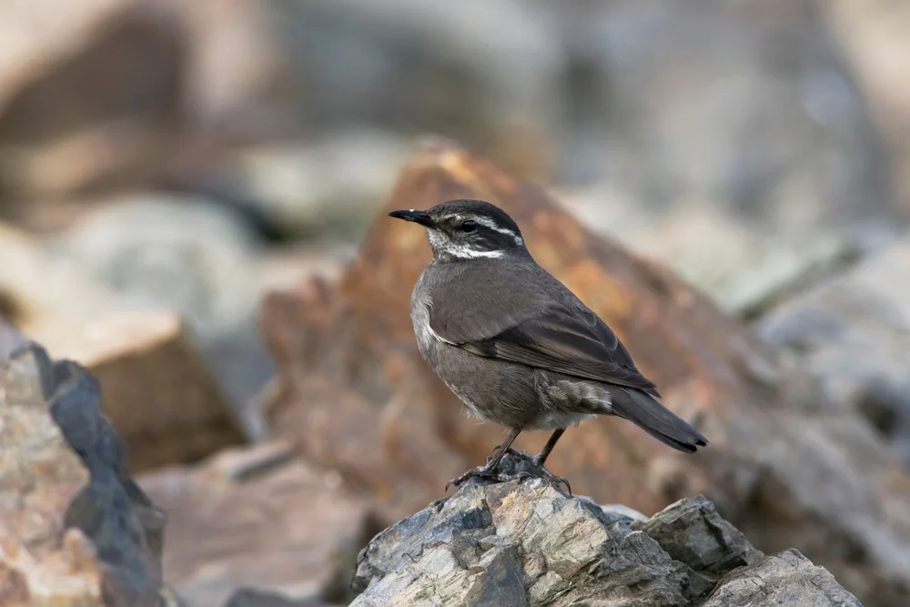 Pabsts Uferwipper (Cinclodes pabsti)