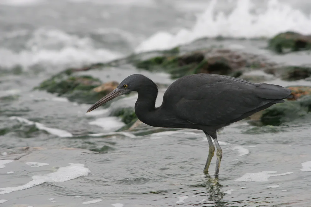 Pacific Reiher (Riffreiher)