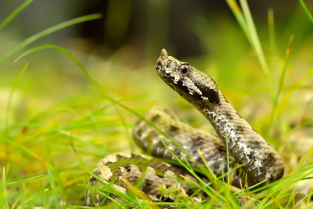 Palästinaotter (Vipera ammodytes)