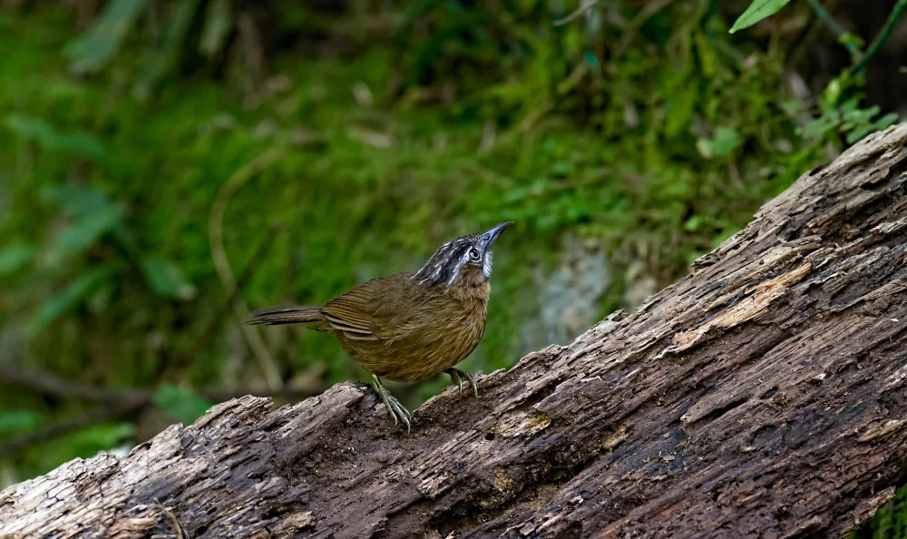 Palawan-Buschsänger (Malacopteron palawanense)