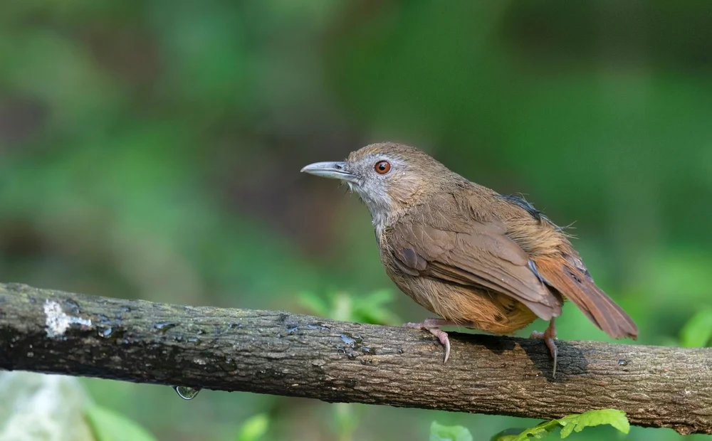 Palawan Drongo (Malacocincla abbotti)