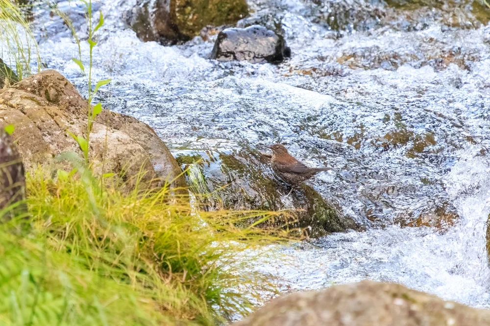 Pallas-Wasseramsel (Cinclus pallasii)