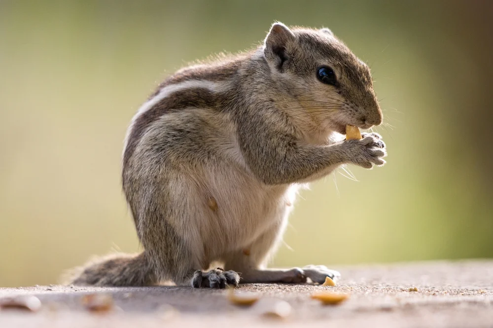 Palmendrossel (Phaenicophilus palmarum)