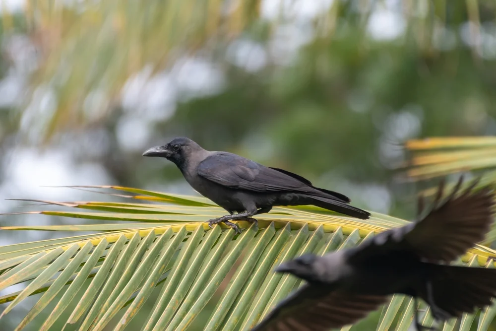 Palmenkrähe (Corvus palmarum)