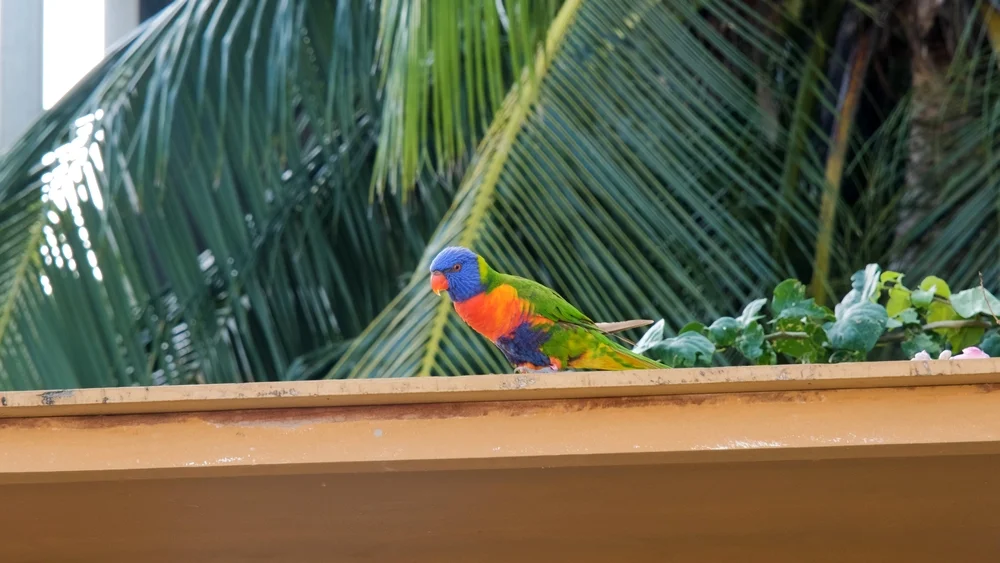 Palmlippen (Charmosyna palmarum)