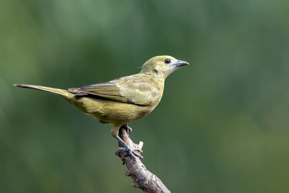 Palmtangare (Thraupis palmarum)
