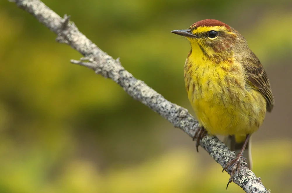 Palmwaldsänger (setophaga palmarum)